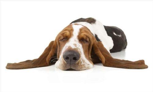 Obrázek Domácí zvíře