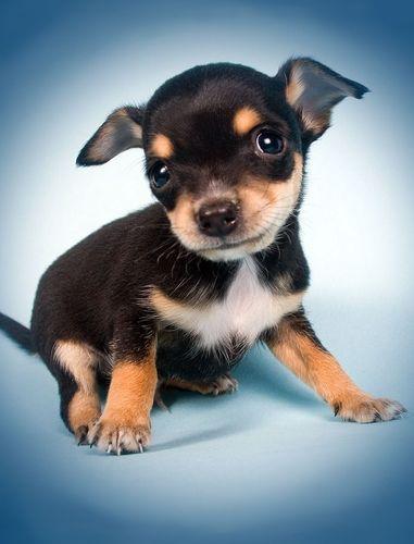 Obrázek Domácí mazlíček speciální cena, POUZE V CLASSIC POKOJI