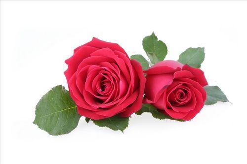 Obrázek Řezané květiny